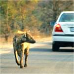 hyena in kruger self drive
